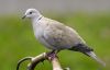 Collared Dove