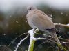 Dove in the snow by Fonzy -
