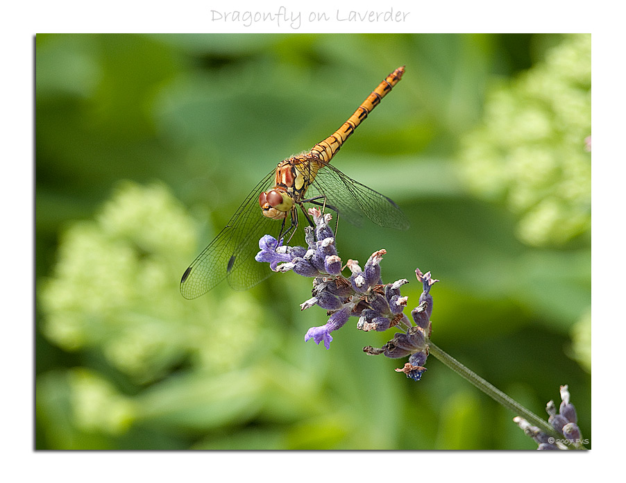 DragonFly on Lavender