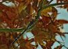 Dragonfly (13) by Fonzy -