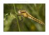 DragonFly (14)