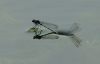 DamselFly's by Fonzy -