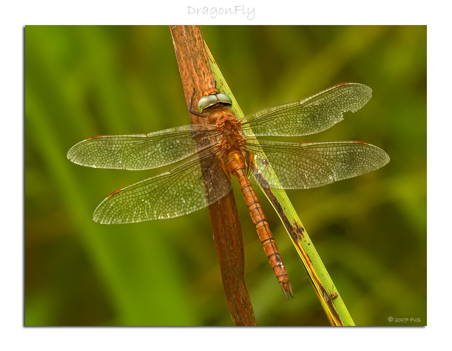 DragonFly on a Leaf