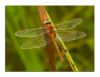 DragonFly on a Leaf by Fonzy -