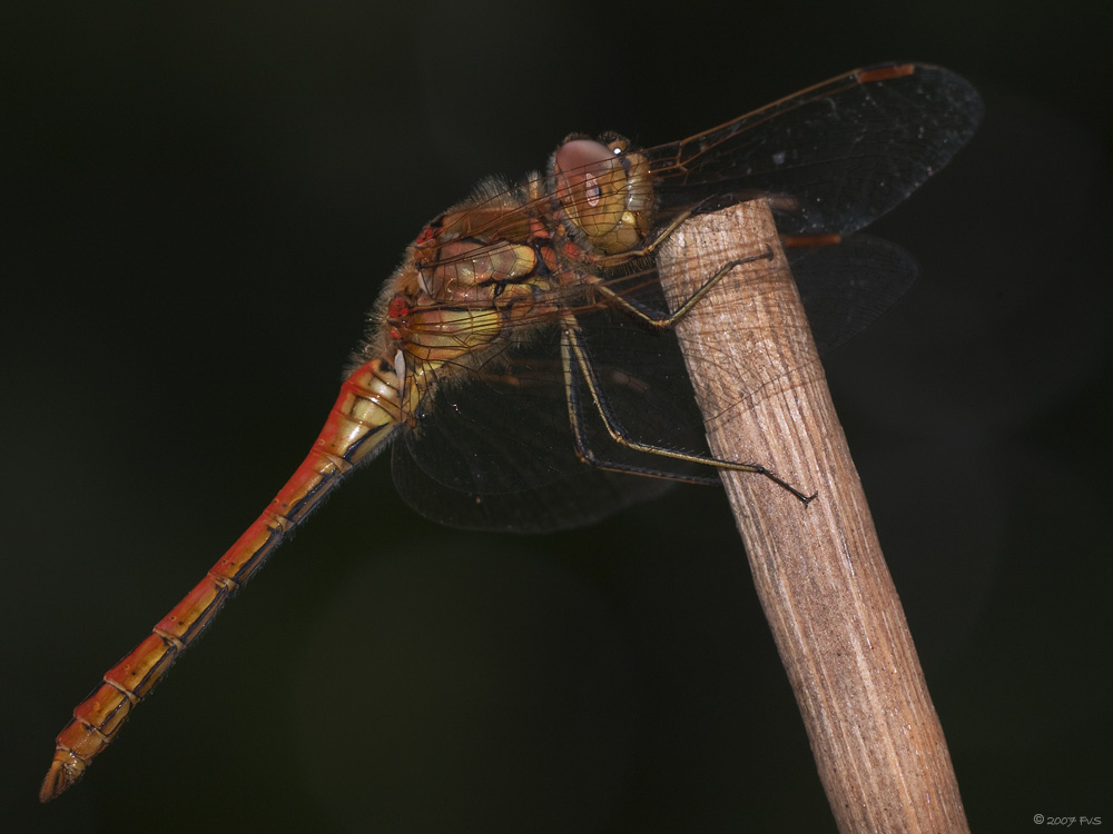 DragonFly (17)