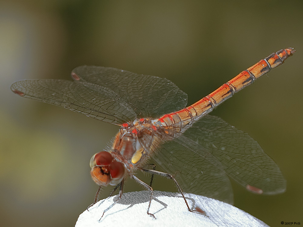 DragonFly (16)