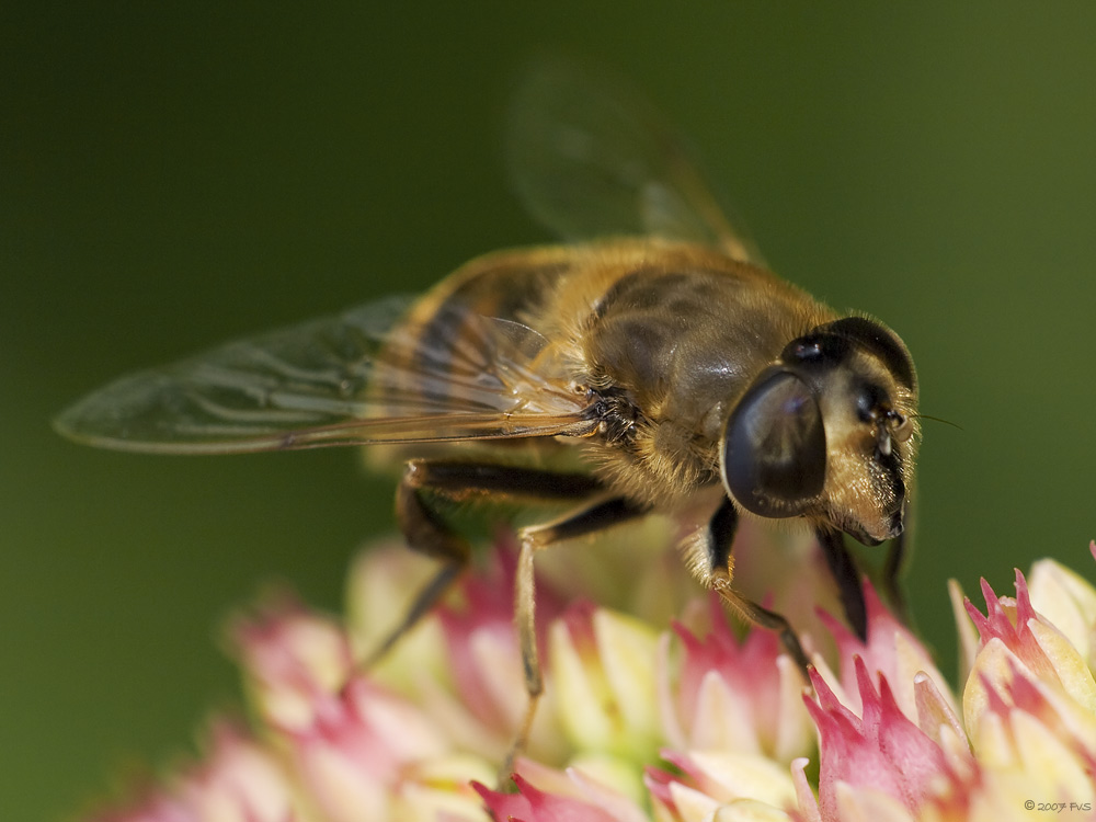 DroneFly