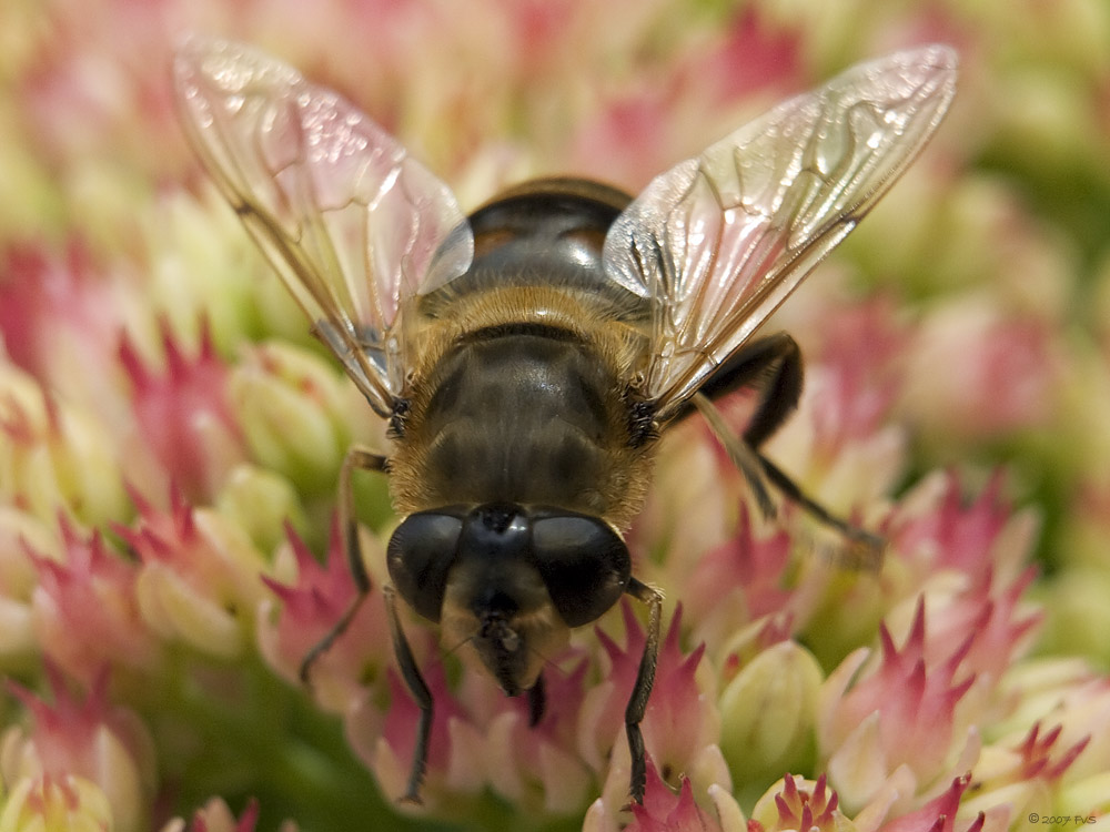 DroneFly Head on