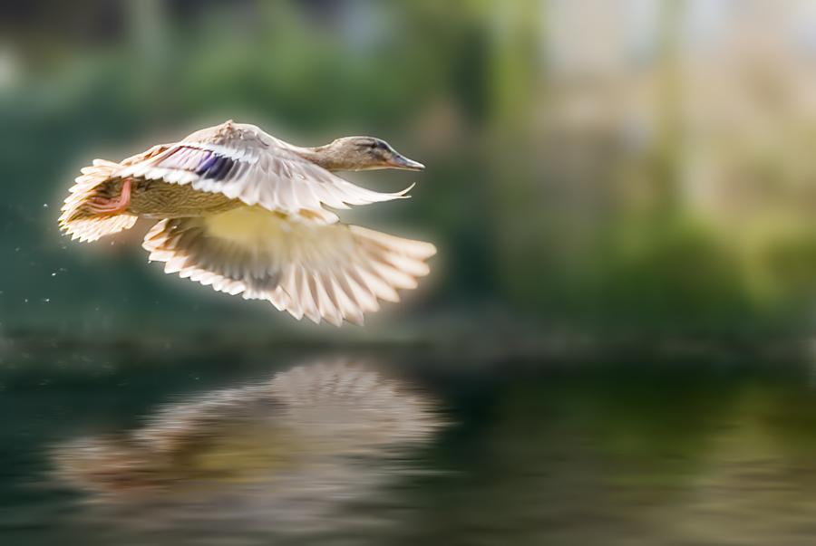 Duck's flight