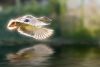Duck's flight by Fonzy -