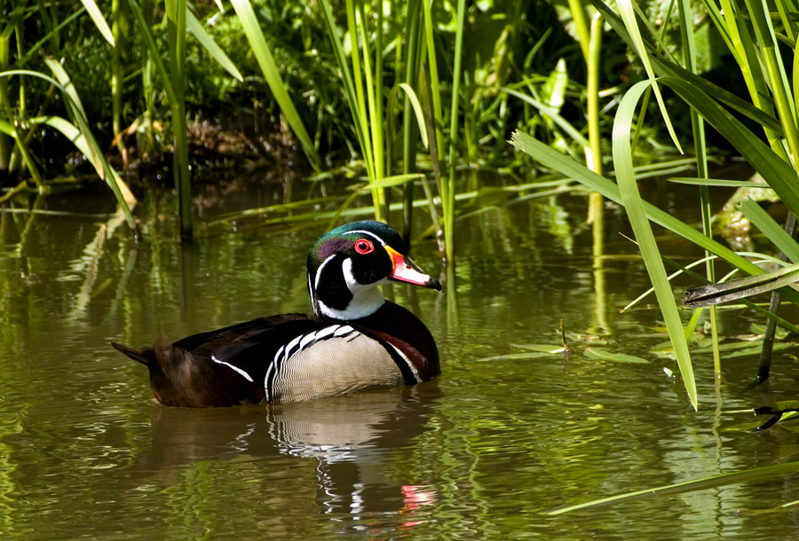 North American Wood Duck