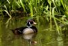 North American Wood Duck by Fonzy -