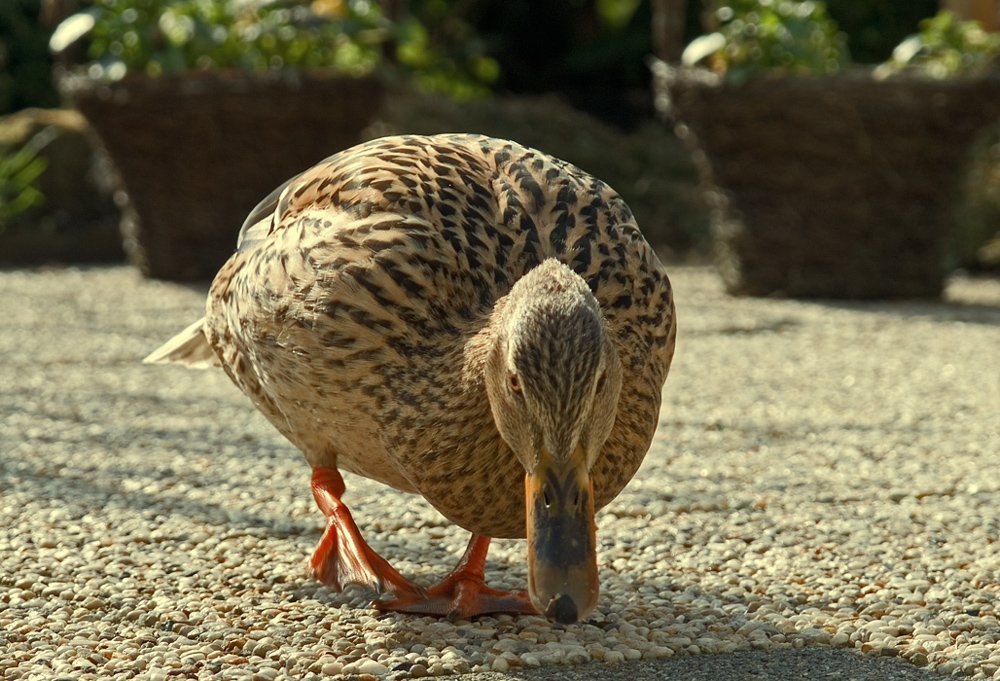 Duck in the garden (2)