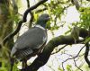 Common wood pigeon by Fonzy -