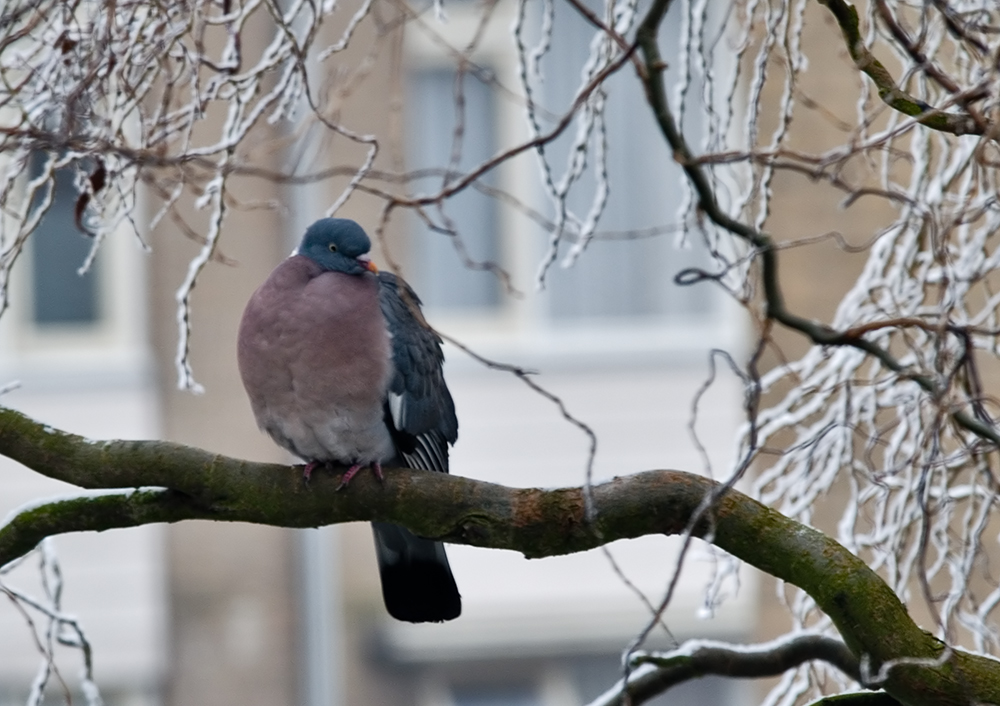 Common Wood Pigeon 02