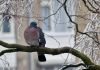 Common Wood Pigeon 02 by Fonzy -