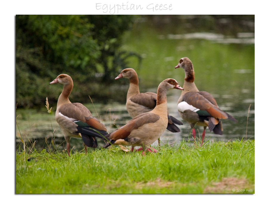 Egyptian Geese