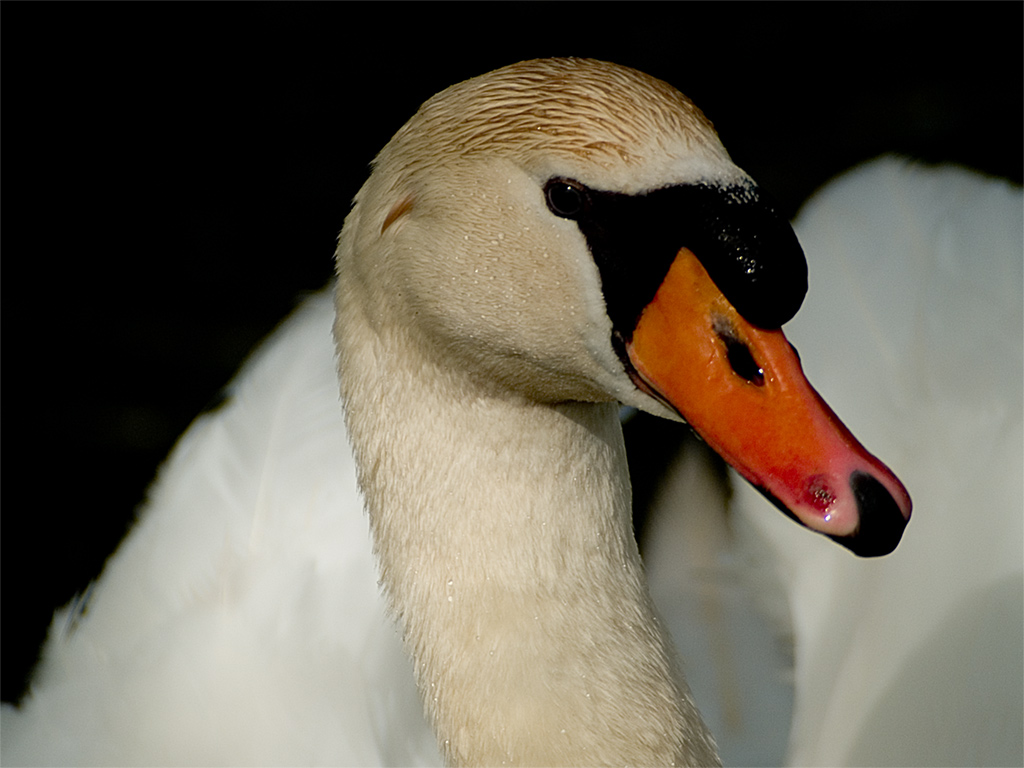 A Swan