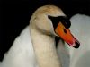 A Swan by Fonzy -