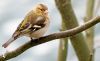 Finch ( Vink ) by Fonzy -