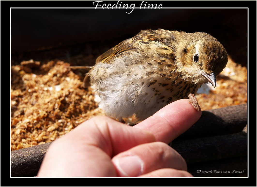 Feeding time (3)