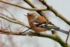 Chaffinch 