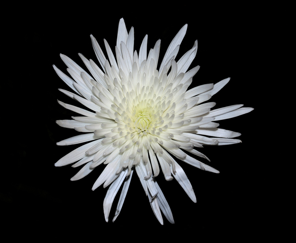 Chrysanthemum