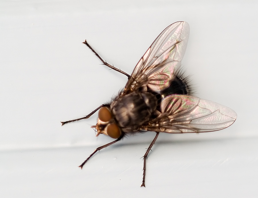 Fly close-up