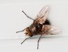 Fly close-up by Fonzy -