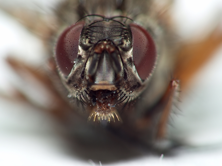 Frontal view Fly very close