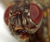 Fly very close by Fonzy -