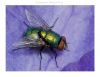 Common House Fly by Fonzy -