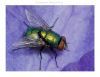 Common House Fly