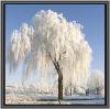 Frozen Trees (2) by Fonzy -
