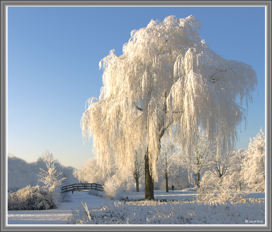Frozen Trees (3)