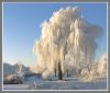 Frozen Trees (3) by Fonzy -