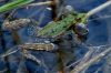 Frog by Fonzy -
