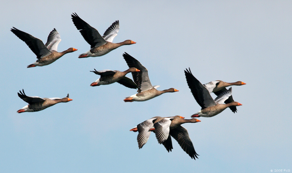 Geese in Flight