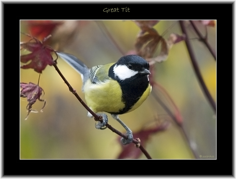 GREAT TIT (7)