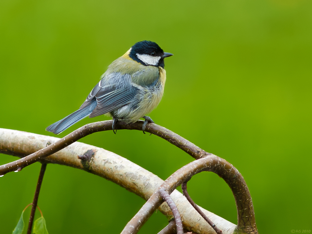 GREAT TIT (9)