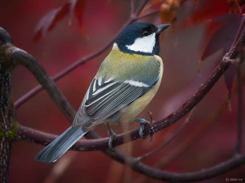 Great TiT (8)