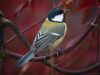 Great TiT (8) by Fonzy -