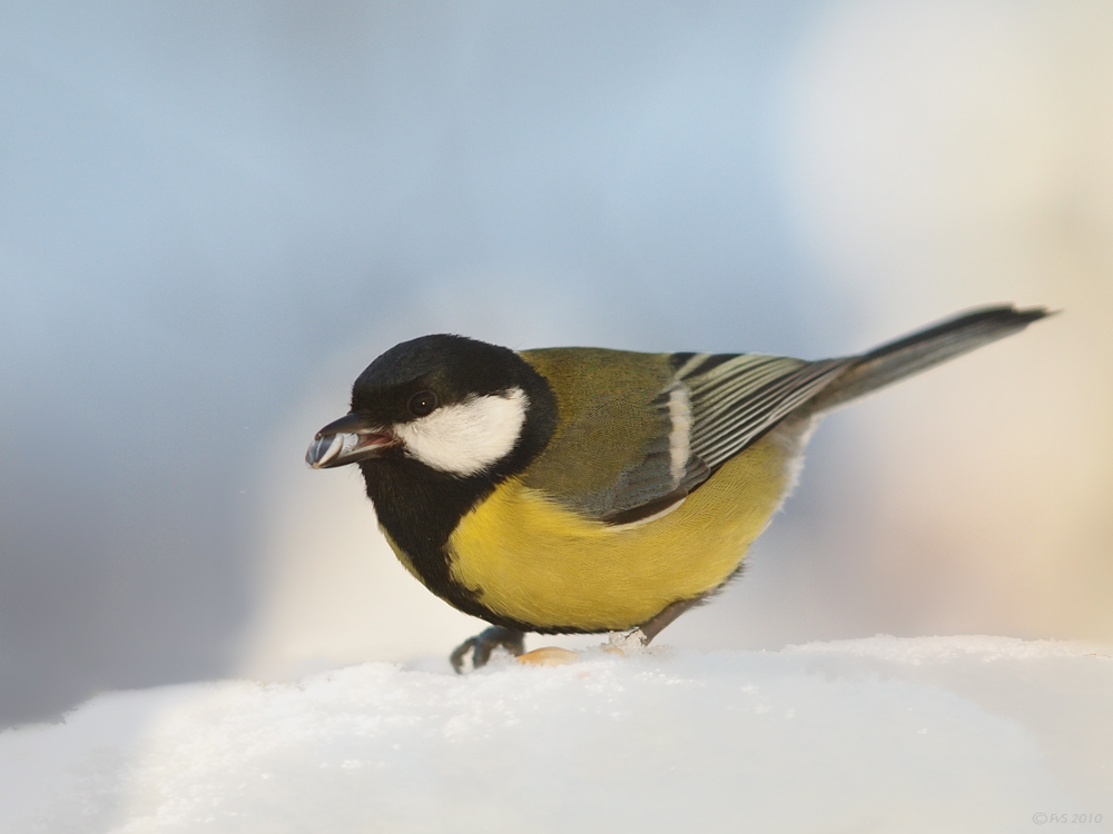 GREAT TIT in the SNOW