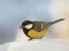 GREAT TIT in the SNOW by Fonzy -