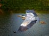 Grey Heron (13) by Fonzy -