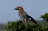 Eurasian Jay (Garrulus glandarius glandarius Linnaeus) by Fonzy -