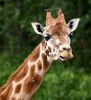 Flossing Giraf by Fonzy -