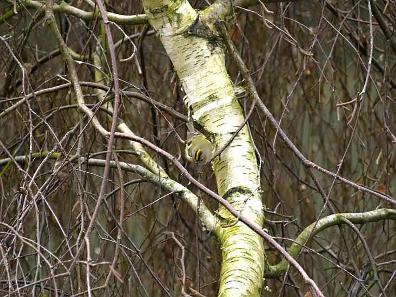Goldcrest ( Female)