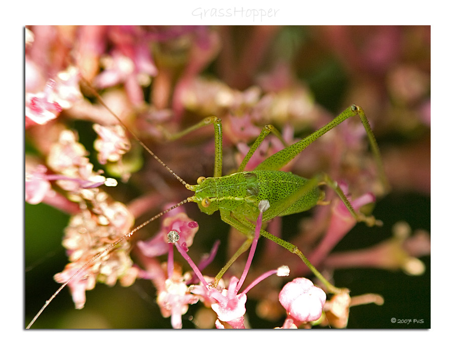 GrassHopper (3)