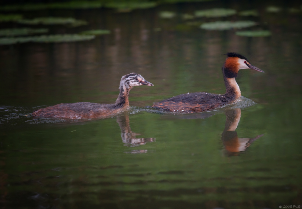 Great Crested Grebe (4)